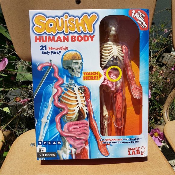 Toys New 12 Model Squishy Human Body Anatomy Kit Skeleton Stem